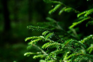 Ormandaki köknar dallarına yakın.