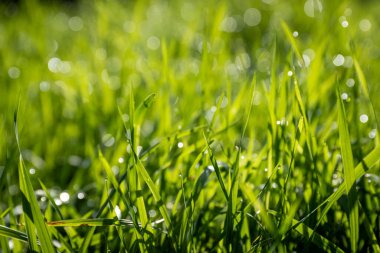 close up of green grass with water droplets clipart