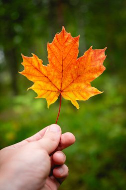 Turuncu akçaağaç yaprağını tutarken elinizi kapatın. sonbahar konsepti.