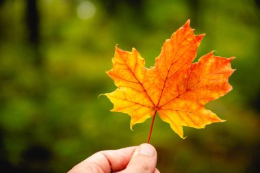 Turuncu akçaağaç yaprağını tutarken elinizi kapatın. sonbahar konsepti.