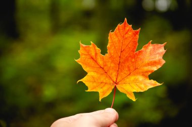 Turuncu akçaağaç yaprağını tutarken elinizi kapatın. sonbahar konsepti.
