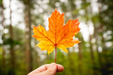 Turuncu akçaağaç yaprağını tutarken elinizi kapatın. sonbahar konsepti.