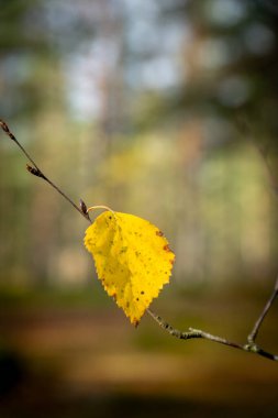 Sarı huş yaprağını ve dalını kapatın. sonbahar konsepti.