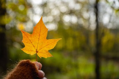 Sarı akçaağaç yaprağını tutan el. Arka plan bulanık. sonbahar konsepti.