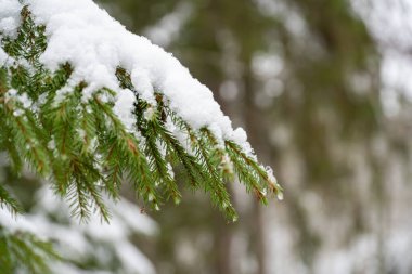 Karla kaplı ladin ağacından bir dal.