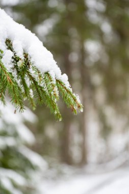 Karla kaplı ladin ağacından bir dal.