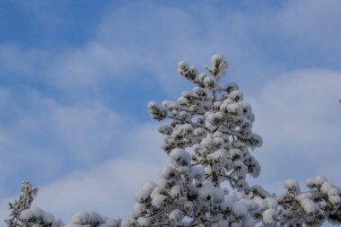 Karla kaplı bir çam ağacı. mavi gökyüzü ve güneş
