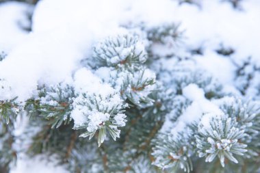 Karlı ve soğuk köknar dallarına yakın çekim