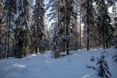 Gündüz vakti karlı bir kış ormanı manzarası. Güneş parlıyor.
