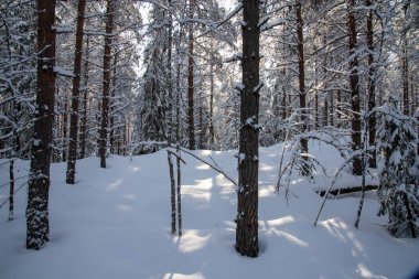 Gündüz vakti karlı bir kış ormanı manzarası. Güneş parlıyor.