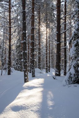 Gündüz vakti karlı bir kış ormanı manzarası. Güneş parlıyor.