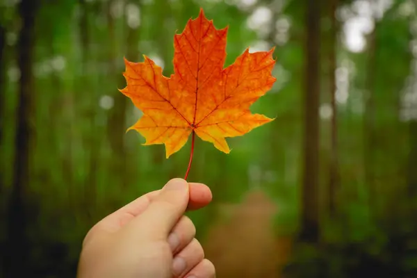 stock image close up of hand holding orange maple leaf. autumn concept.