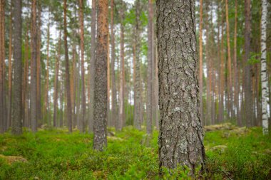 Güzel yeşil bir ormandaki çam ağacı gövdesi üzerine seçilmiş bir odak..