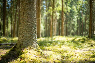 Güzel yeşil bir orman manzarasında, çam ağacının yakınında.