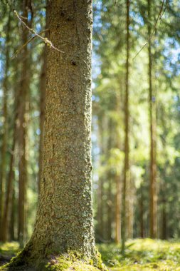 Güzel yeşil bir orman manzarasında, çam ağacının yakınında.