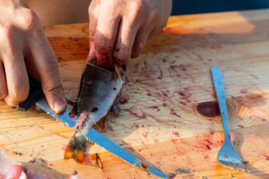 Balık temizleme ve hazırlama. Tahtada bıçakla fileto yapıyorlar.