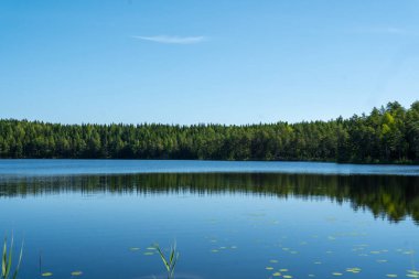 Finlandiya 'nın güzel dantel manzarası. yeşil ağaçlar ve mavi gökyüzü.