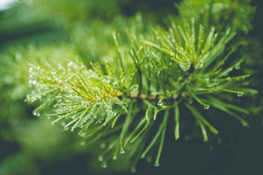 Bir kozalaklı ağacın dalına yağmur damlalarıyla yakın dur.