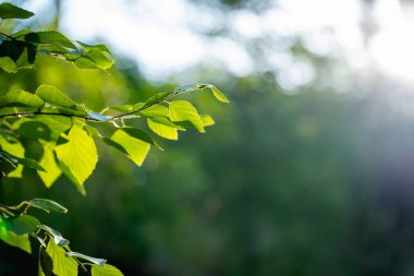 Yeşil huş ağacı dallar bırakır. Bokeh özgeçmişi. Doğa arkaplanı.