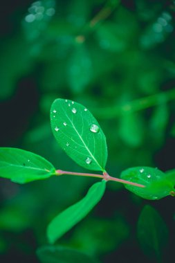 Yağmurdan sonra su damlacıkları olan yeşil yapraklar. soyut sakin doğa arkaplanı
