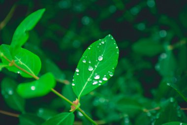 Yağmurdan sonra su damlacıkları olan yeşil yapraklar. soyut sakin doğa arkaplanı