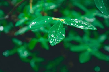 Yağmurdan sonra su damlacıkları olan yeşil yapraklar. soyut sakin doğa arkaplanı