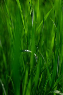Yeşil çimenler ve su damlaları. Yağmurdan sonra taze çimenlere su damlaları düşer.