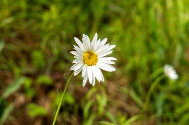 Bulanık yeşil arkaplanı olan beyaz papatya çiçeğinin yakın çekimi