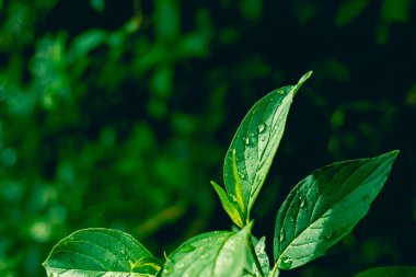 Yağmurdan sonra su damlacıkları olan yeşil yapraklar. soyut sakin doğa arkaplanı