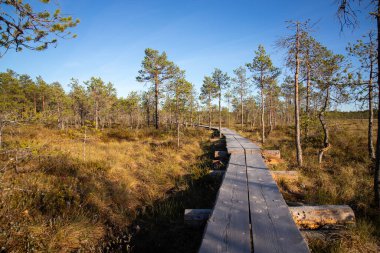 Güneşli bir havada bataklıkta ördek yolu manzarası