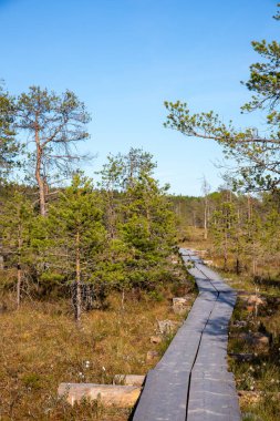 Güneşli bir havada bataklıkta ördek yolu manzarası