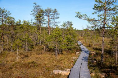 Scenic view of duckboard path through wetland in sunny weather clipart