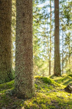 Güneş ışığı yosunlu ormanda akıyor..