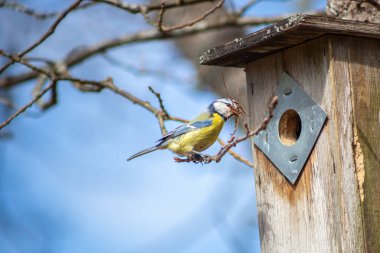 a blue tit bird building a nest to a birdhouse