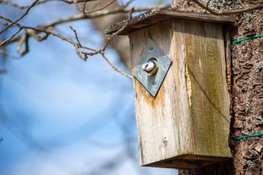 a blue tit bird peeking out of a birdhouse