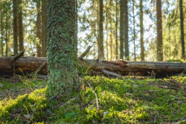 Güneş ışığı yosunlu ormanda akıyor..