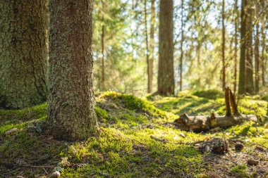 Güneş ışığı yosunlu ormanda akıyor..