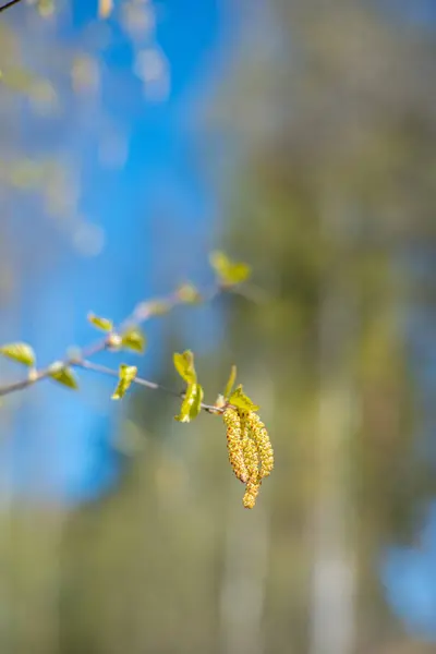 İlkbaharda havada çiçek açan huş ağacı poleni