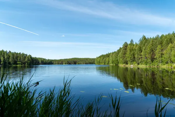 Finlandiya 'nın güzel dantel manzarası. yeşil ağaçlar ve mavi gökyüzü