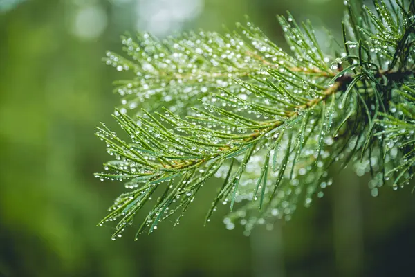 stock image close up of branch of a coniferous tree with raindrops