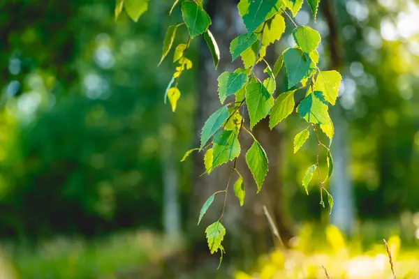 Yeşil huş ağacı dallar bırakır. Bokeh özgeçmişi. Doğa arkaplanı.