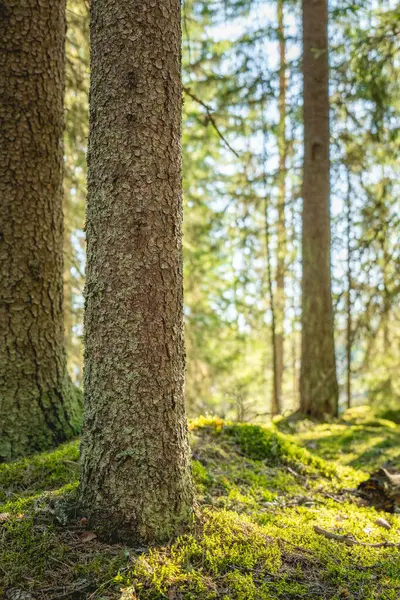 Güneş ışığı yosunlu ormanda akıyor..