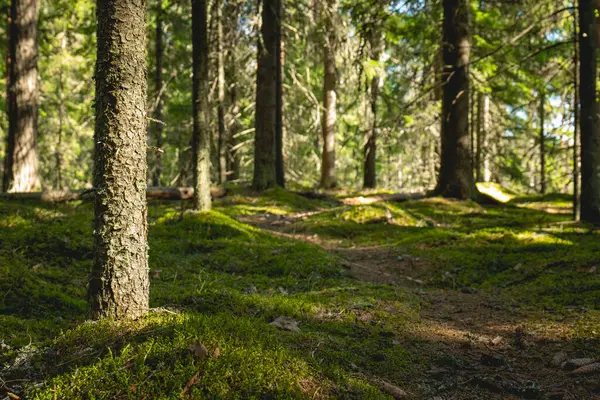 stock image sunlight streaming through mossy forest.