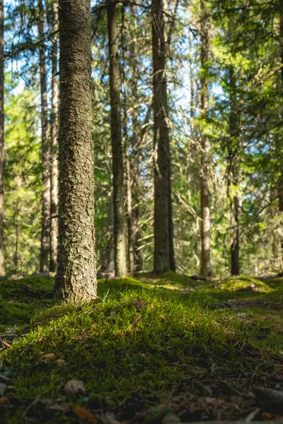 stock image sunlight streaming through mossy forest.