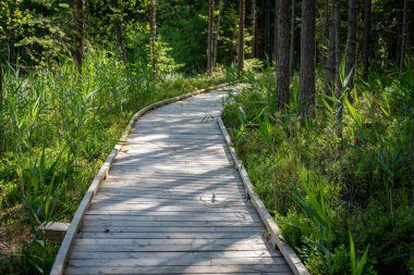 Yeşil orman boyunca ördek yolu manzarası