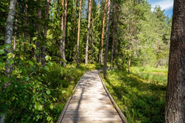 Yeşil orman boyunca ördek yolu manzarası