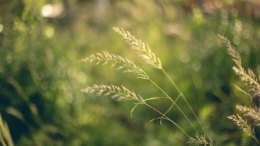 Bulanık arkaplanı olan samanı kapat.