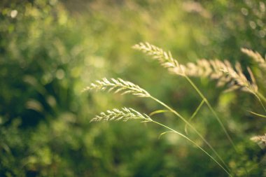 Bulanık arkaplanı olan samanı kapat.