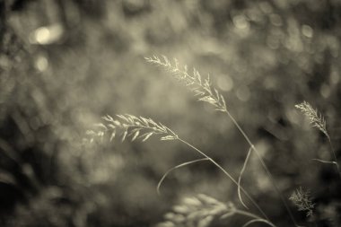 buğday ve bulanık arkaplan ile güzel doğa arka planı