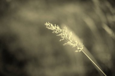 buğday ve bulanık arkaplan ile güzel doğa arka planı